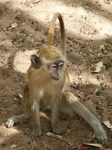 singe farmsaly